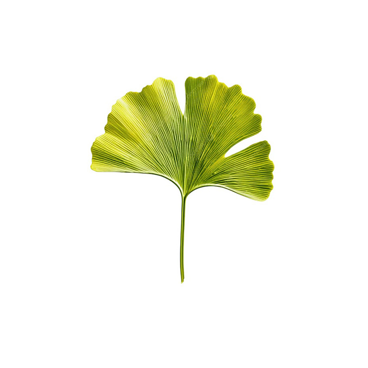 Active ingredient: Ginkgo Biloba leaf extract