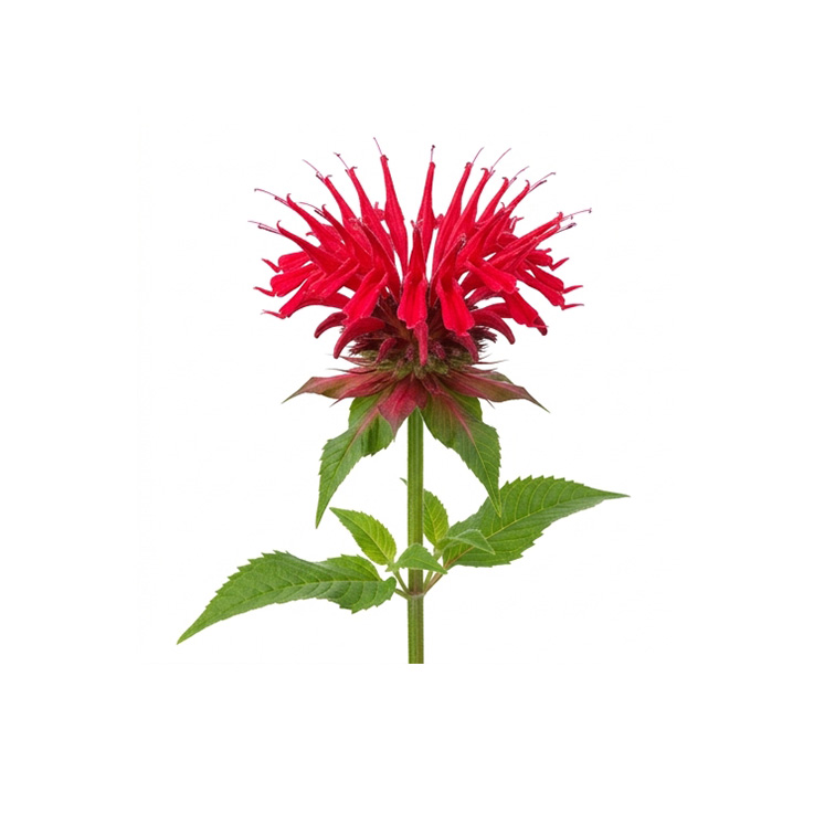 Active ingredient: Monarda didyma leaf extract