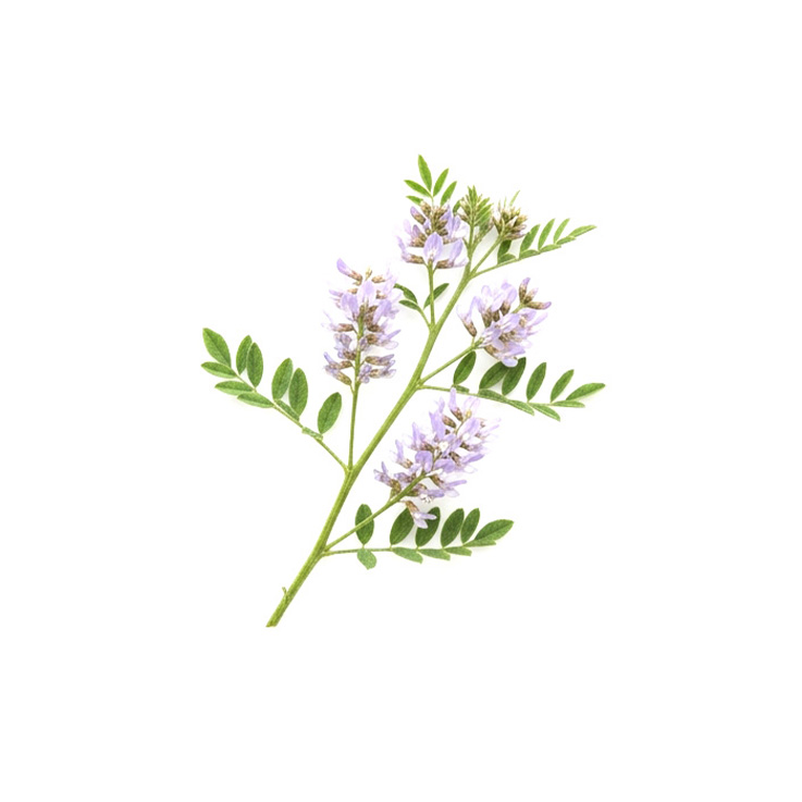 Active ingredient: Licorice extract