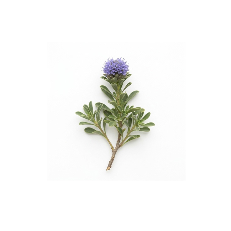 Active ingredient: Globularia leaf extract